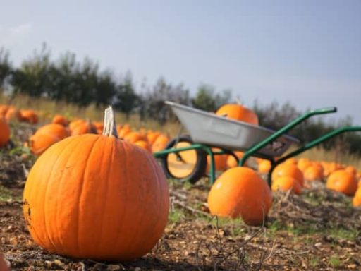 Pumpkins-Patches-Performances