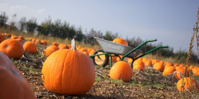 Pumpkins-Patches-Performances