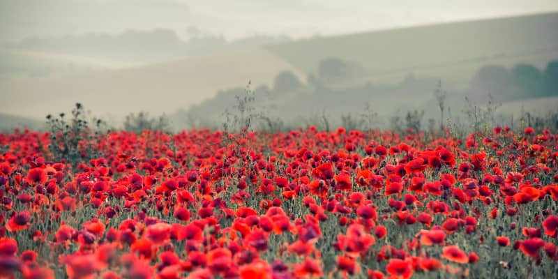 Poppies-Parades-Parish-Pride